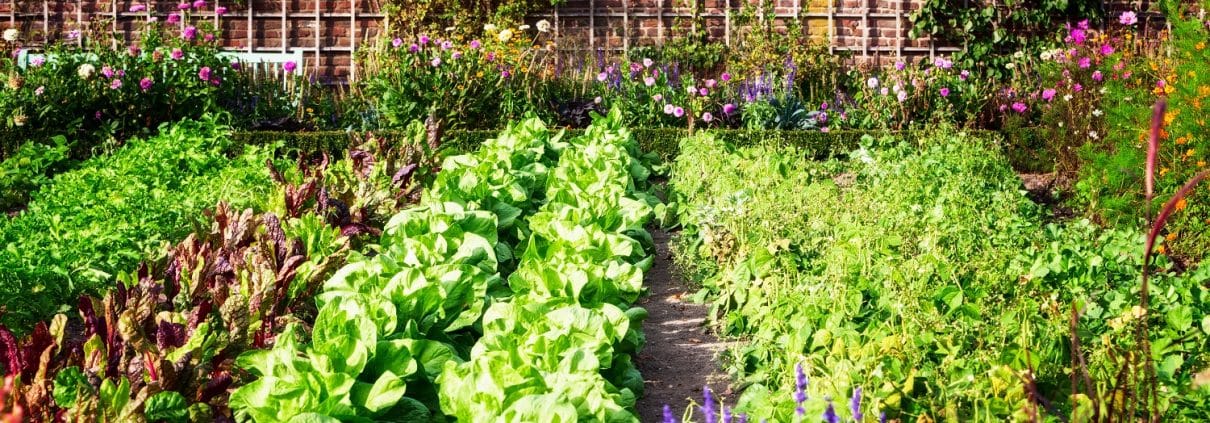 Tipp zum Bau zeigt Ihnen, wie Sie Ihr Hochbeet bepflanzen.