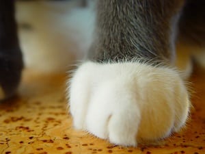 Entdecken Sie bei Tipp zum Bau, wie Sie Ihre Kinder und Tiere vor Schwimmunfällen schützen. 