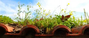 Sprießende Flora & Fauna auf Ihrer Dachbegrünung erreichen Sie mit Tipp zum Bau.