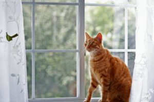 Insektenschutz für Fenster interessiert auch Besitzer von Haustieren. Welche Produkte sich eignen, erfahren Sie bei Tipp zum Bau.
