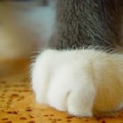 Alles zur Trittschalldämmung bei Tipp zum Bau.